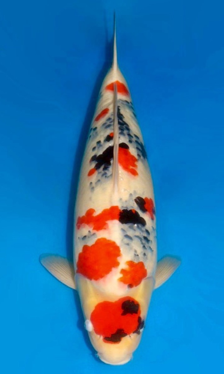 Koi picture