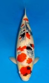 Koi