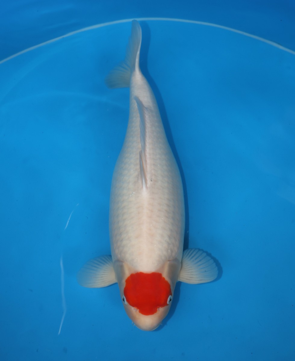 Koi picture