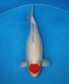 Koi