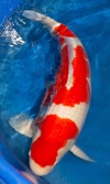 Koi