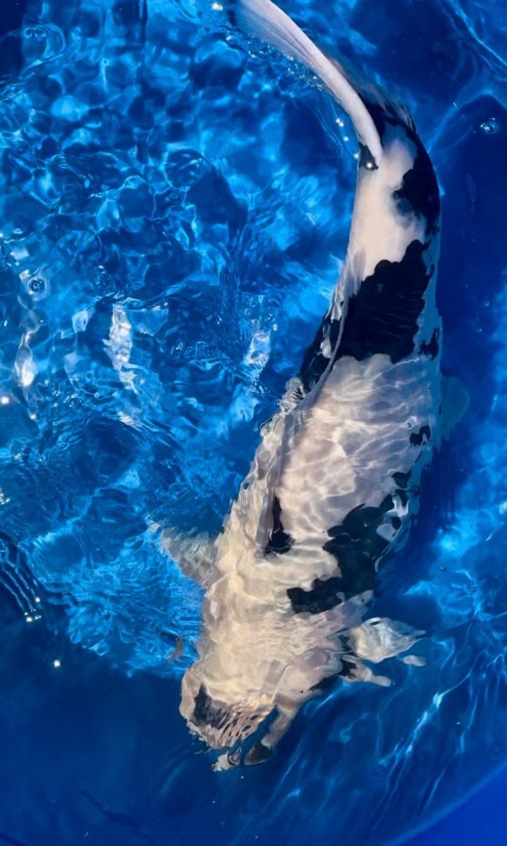 Koi picture