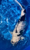 Koi