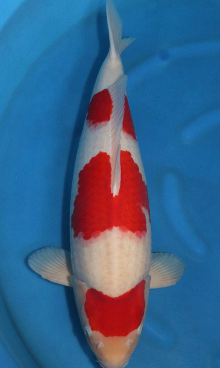 Koi picture