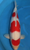 Koi