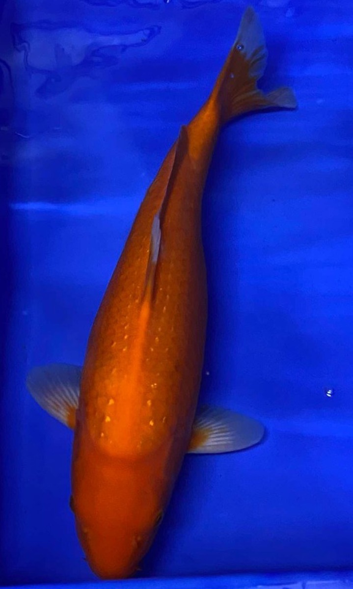 Koi picture