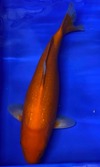 Koi