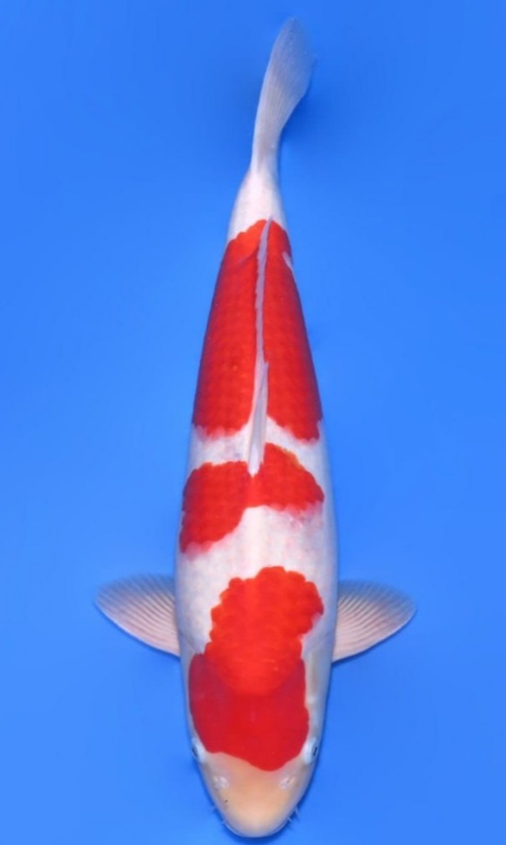 Koi picture
