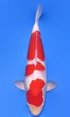 Koi