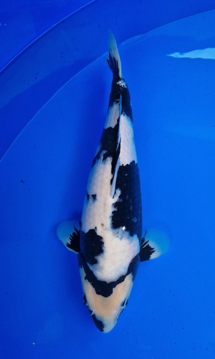 Koi picture
