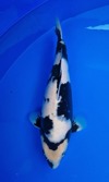 Koi