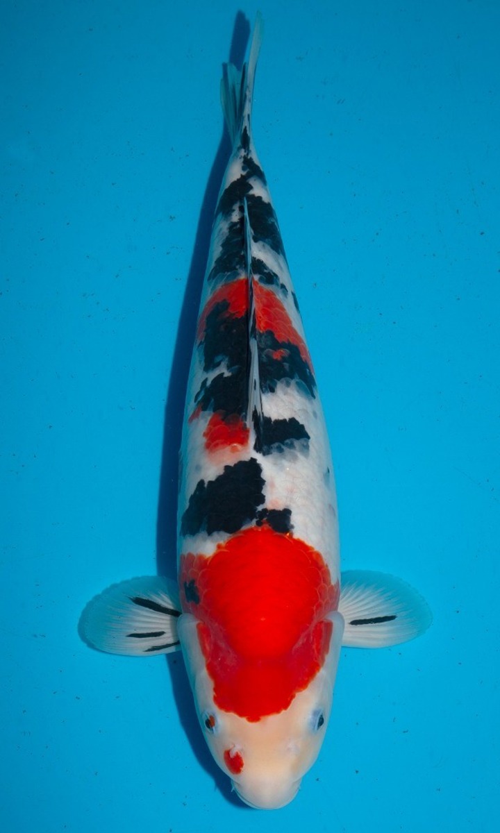 Koi picture