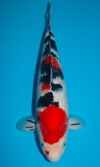 Koi