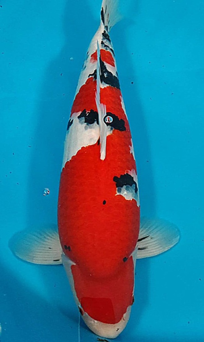Koi picture