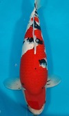 Koi