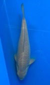 Koi