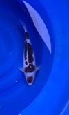 Koi