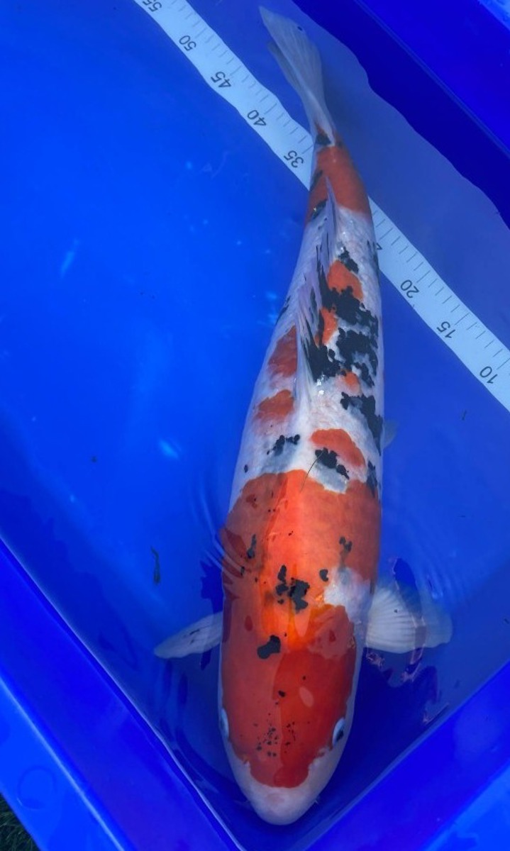 Koi picture
