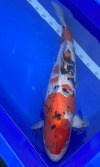 Koi