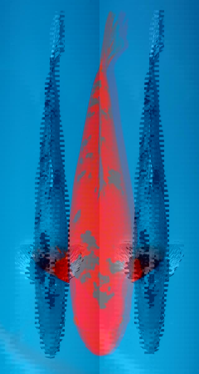 Koi picture