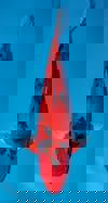 Koi