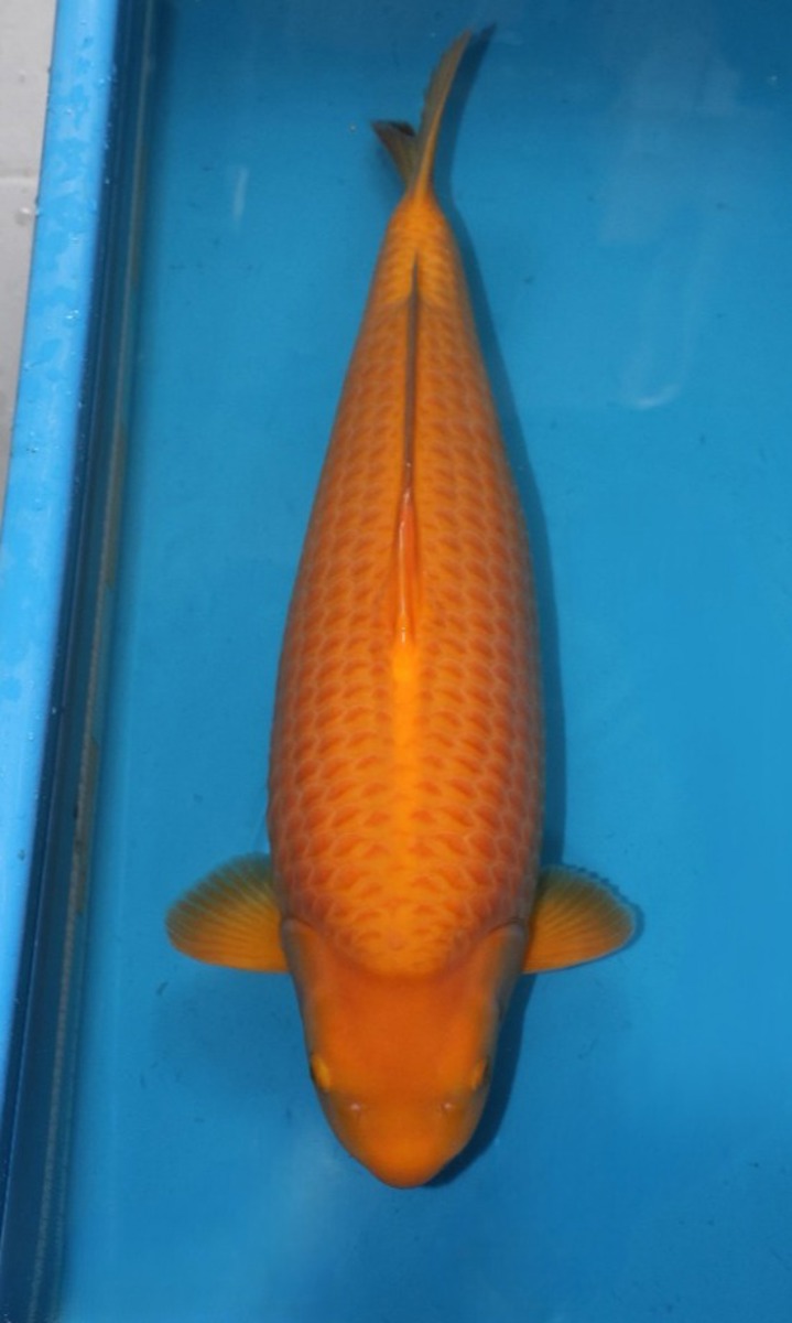 Koi picture