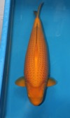 Koi