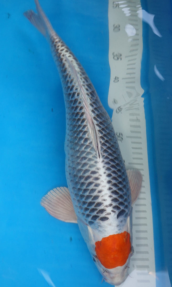 Koi picture