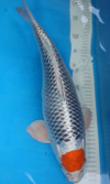 Koi