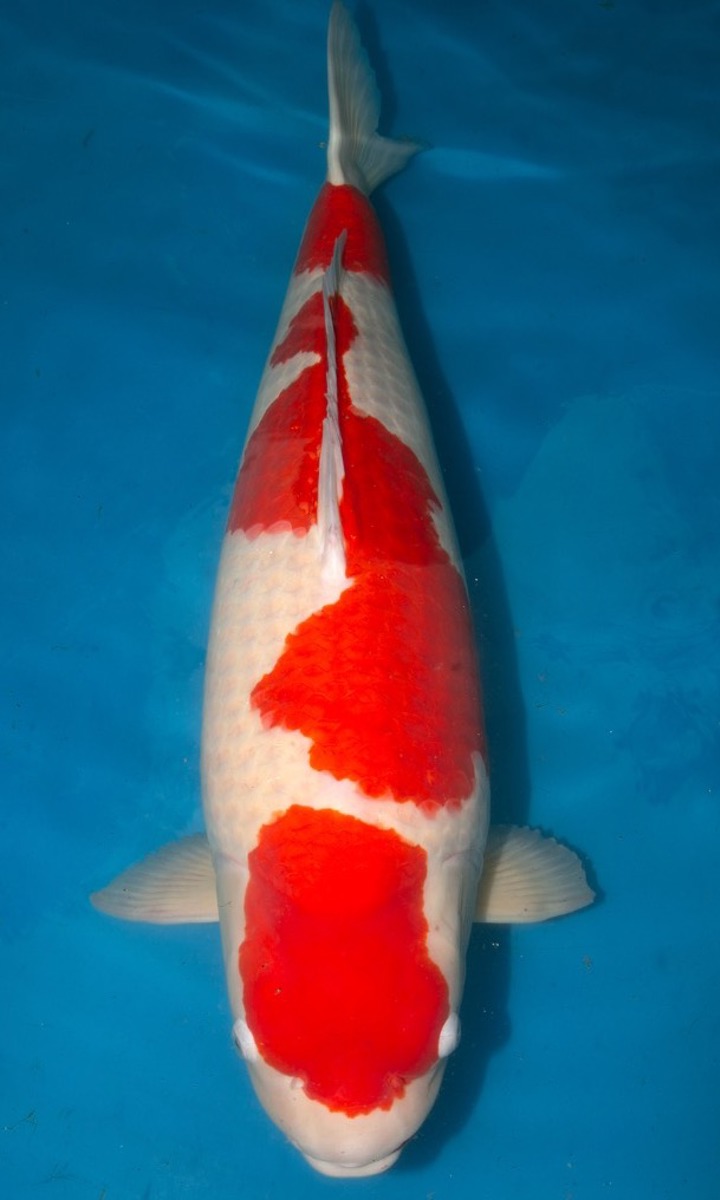 Koi picture