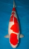 Koi