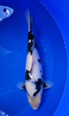 Koi