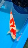 Koi