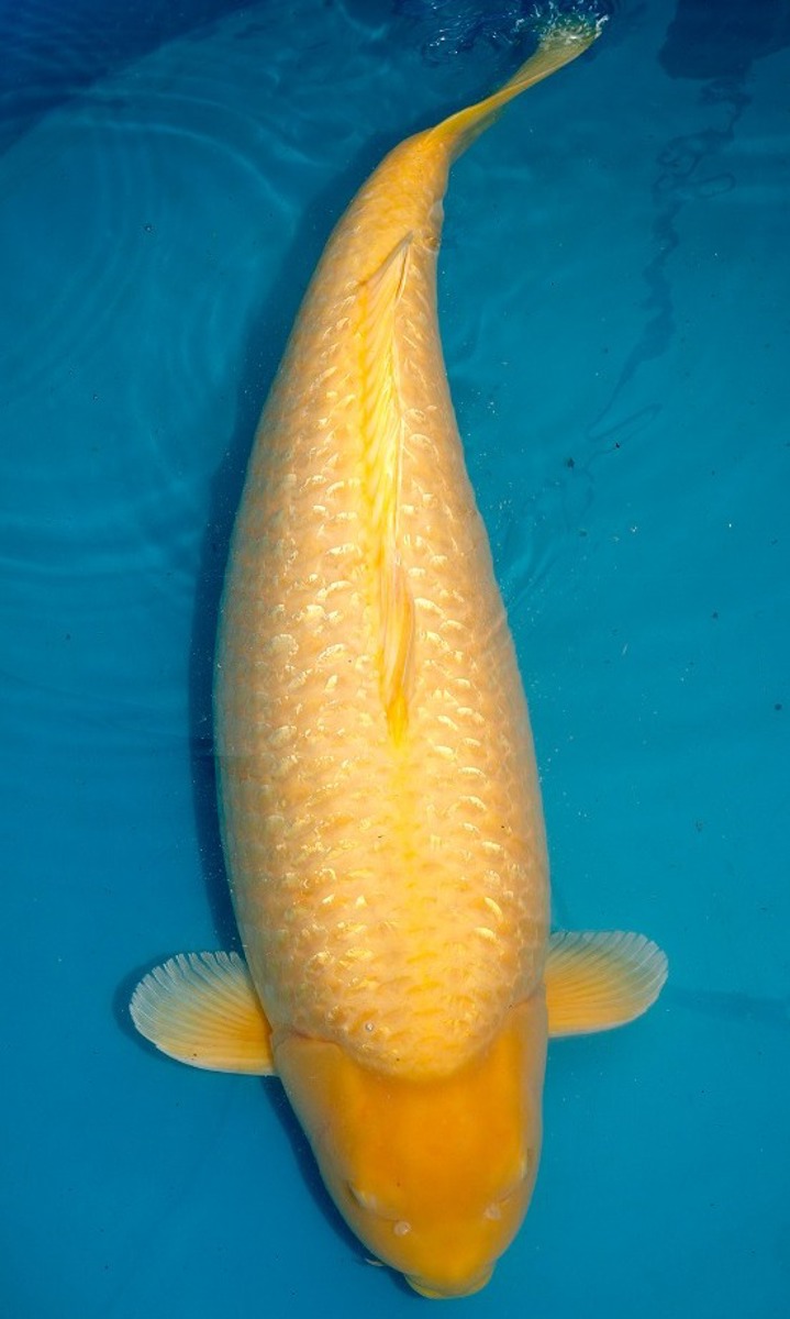 Koi picture