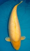 Koi