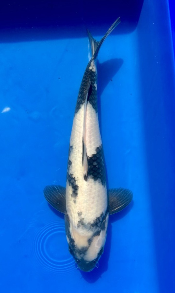 Koi picture
