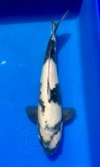 Koi