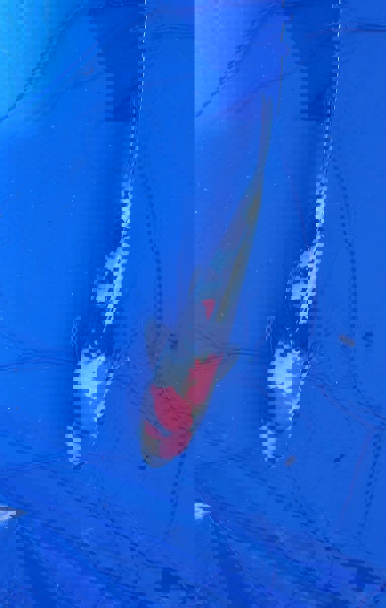 Koi picture