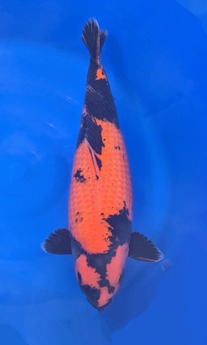 Koi picture