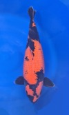 Koi