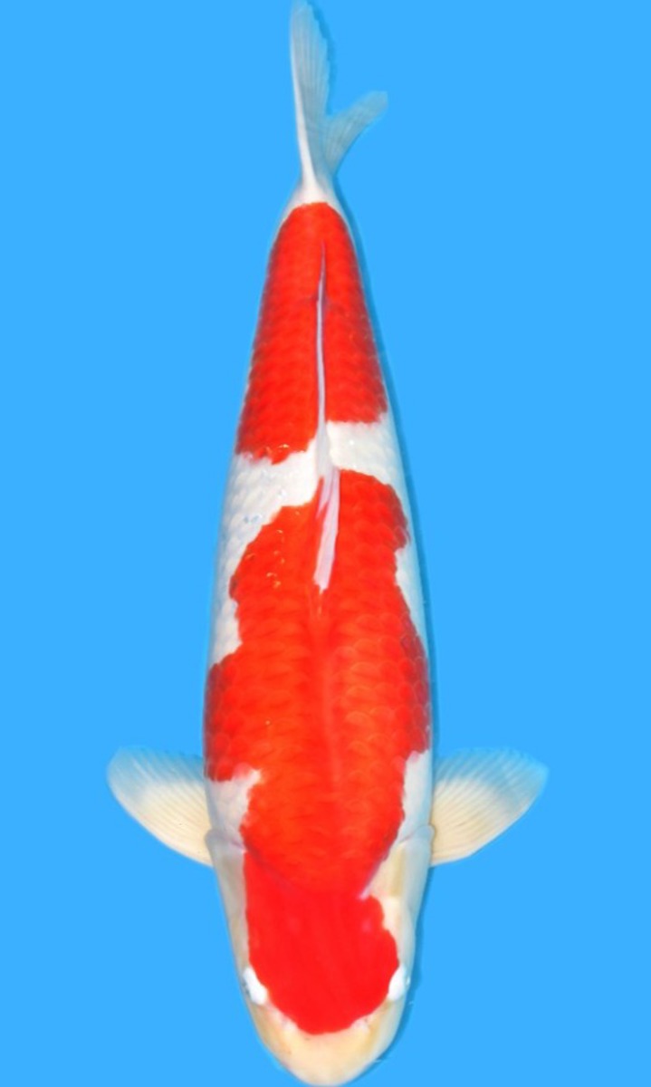 Koi picture