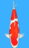 Koi