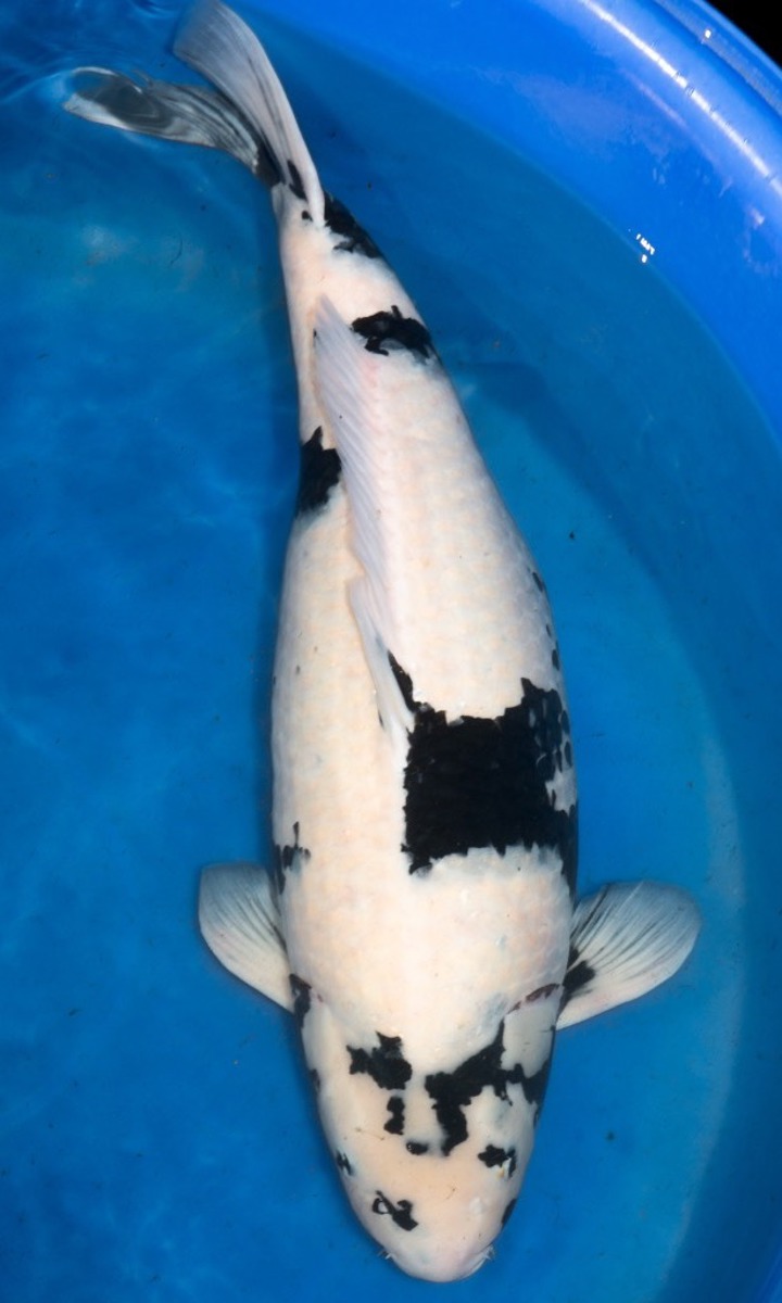Koi picture