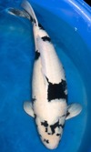 Koi