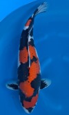 Koi