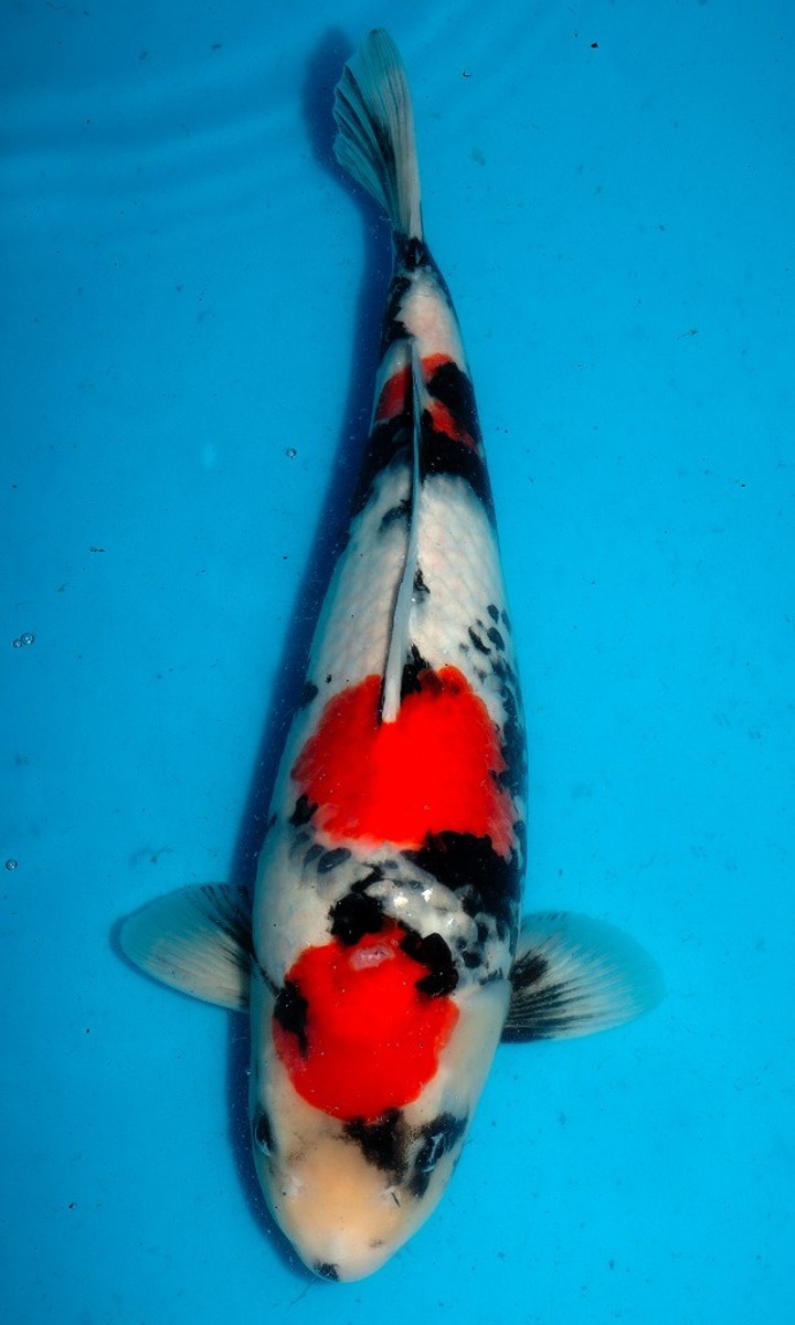 Koi picture