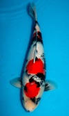 Koi