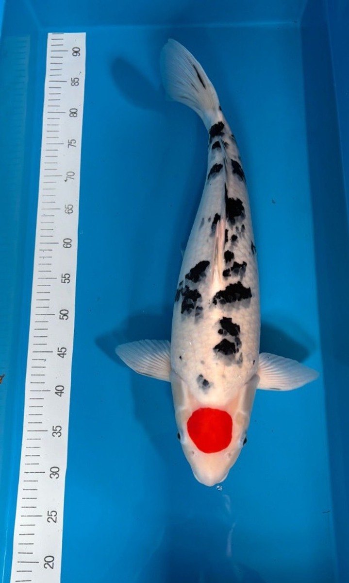 Koi picture