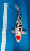 Koi