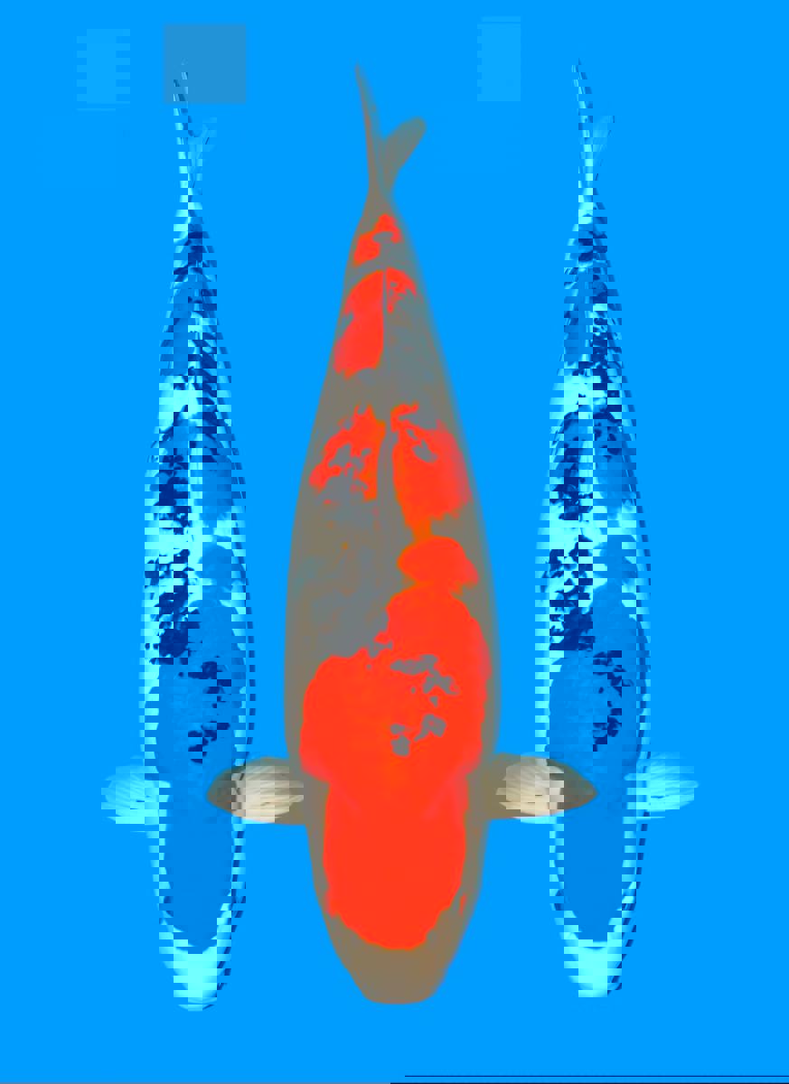 Koi picture